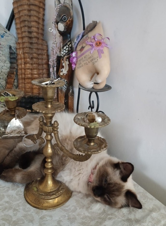 Геройская кошка