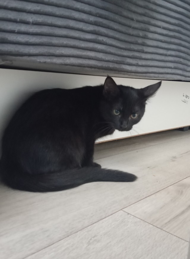 Котовторник в картинках
