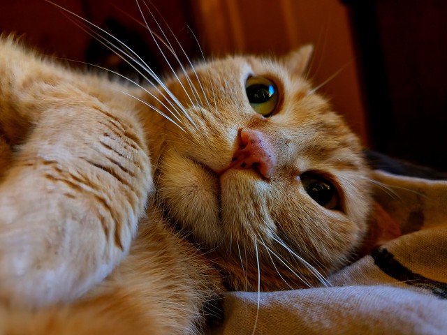 Котовторник 05/11/2024