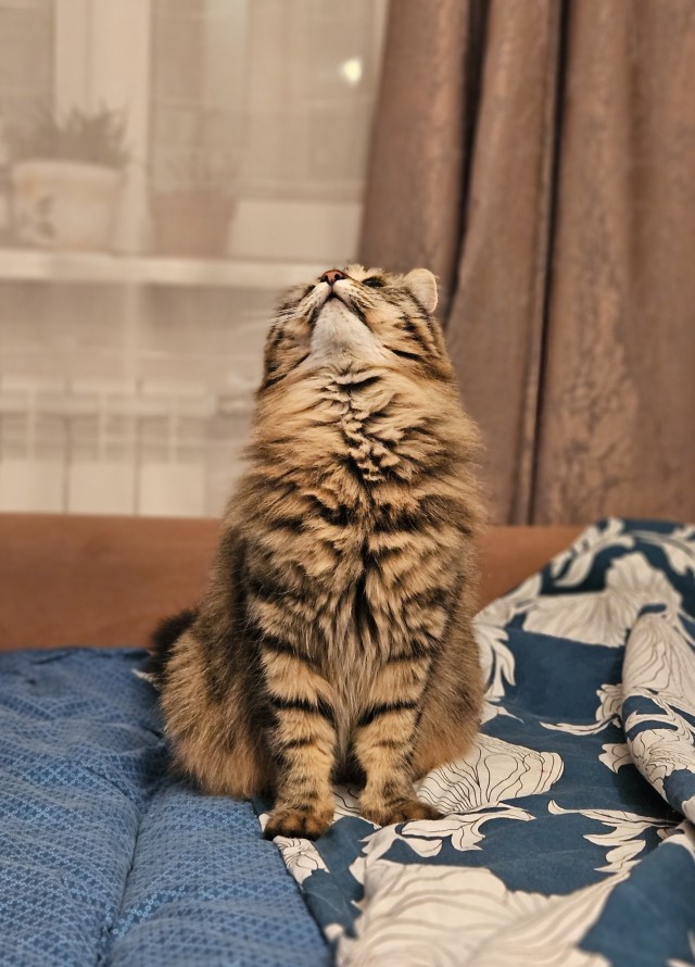 Котовторник