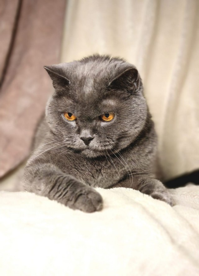 Котовторник 31.12.2024. Последний котовторник года
