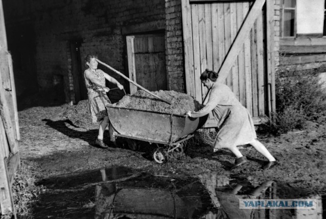 Ностальгия по работящим женщинам