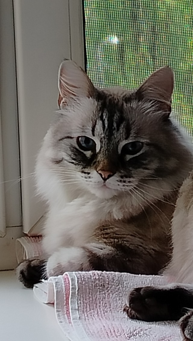 Котовторник