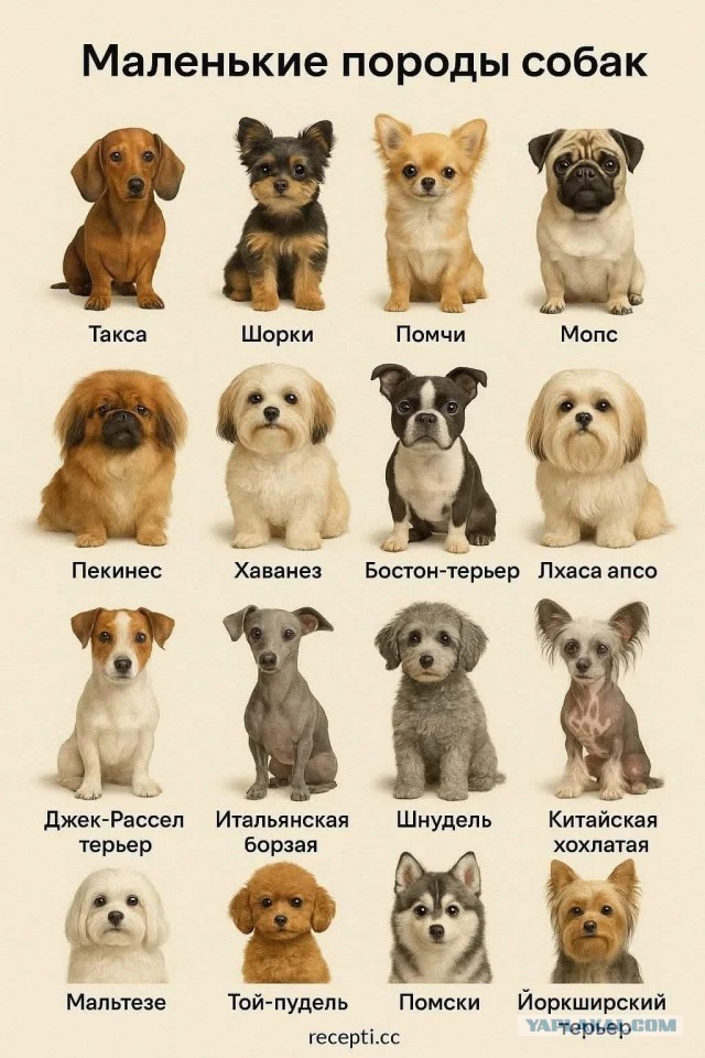 Мелкие собаки