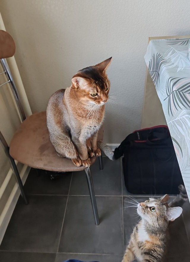 Котовторник