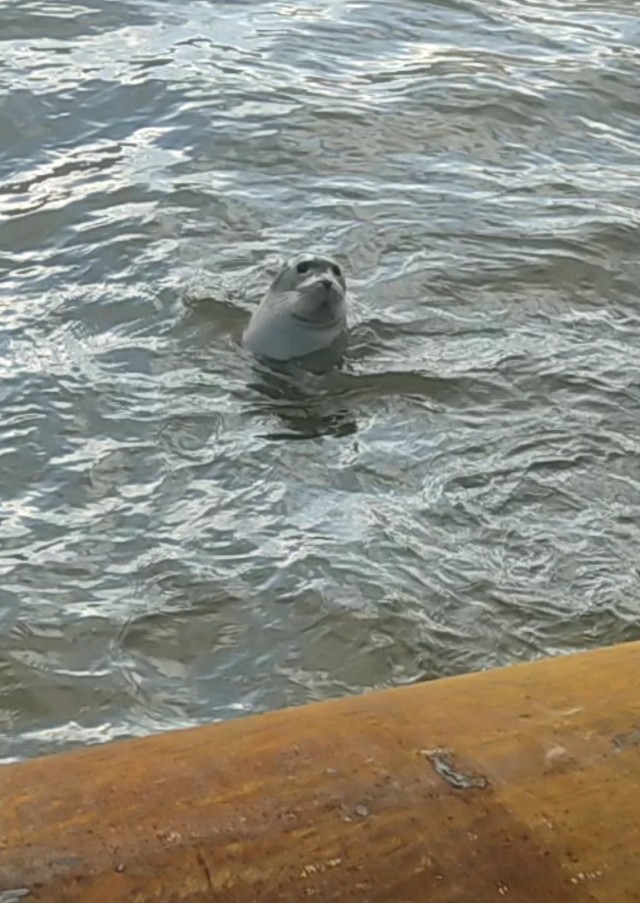 Кошку можно найти где угодно!