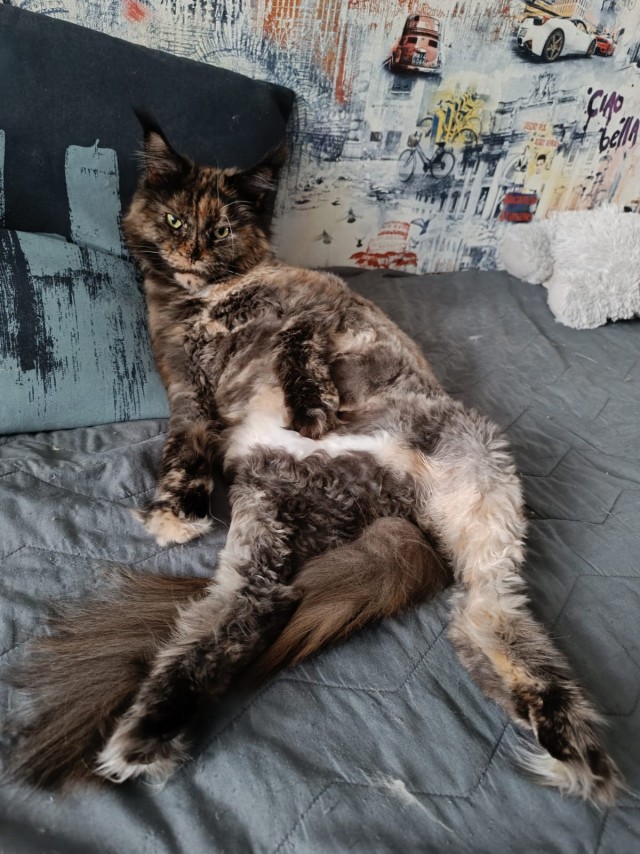 Кот мейн-кун, о котором не заботились
