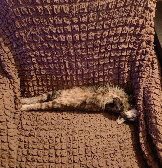 Кото-вторник.