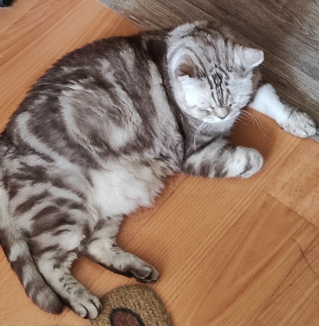 Котоуженевторник)