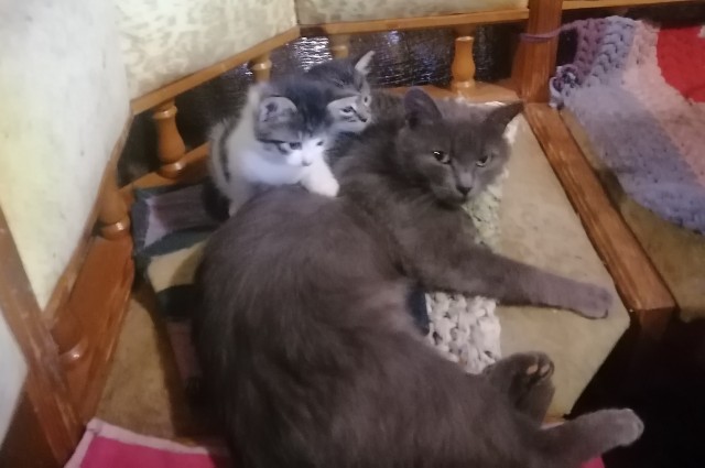 Котят кому? В хорошие руки.