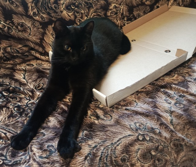 Котовторник и кошка