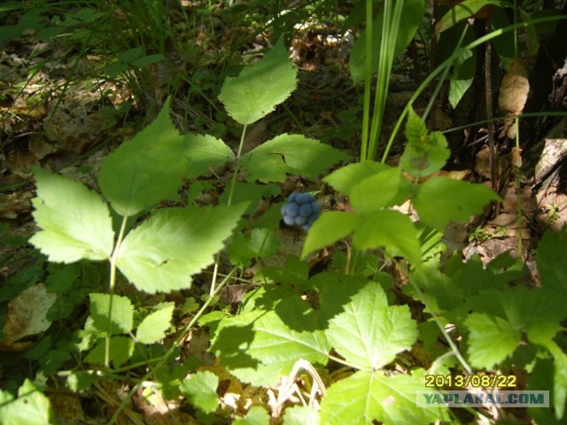 Поехали за грибами, приехали с карасями.