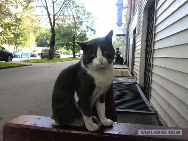 Котовторник   27.08.2013