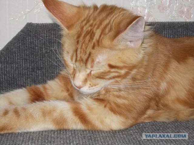 Котовторник   17.12.2013