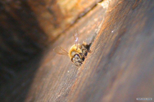 Немного о пчелах и пасеке
