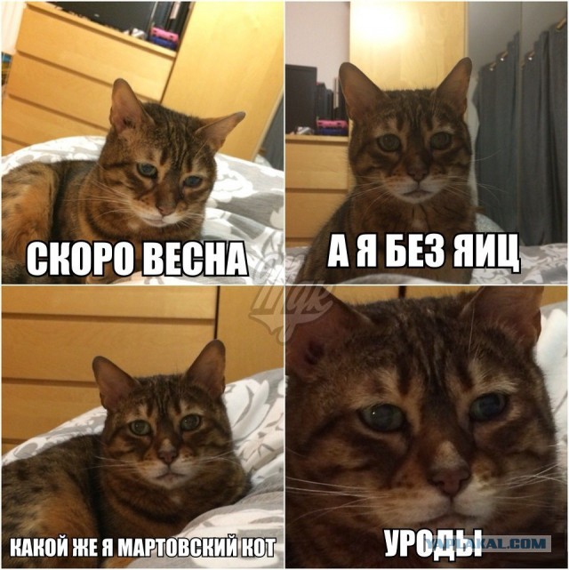 Этот кот - живое воплощение печали
