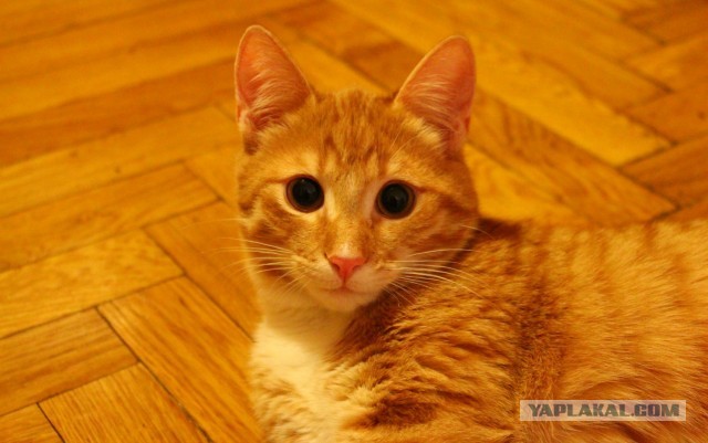 Котовторник 05.03.13