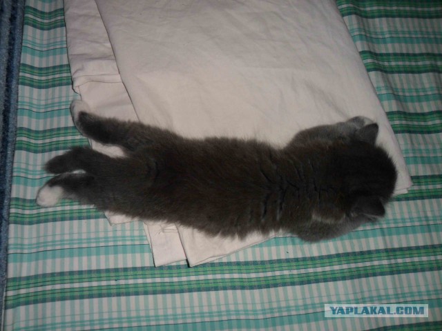 Котовторник   15.04.2014