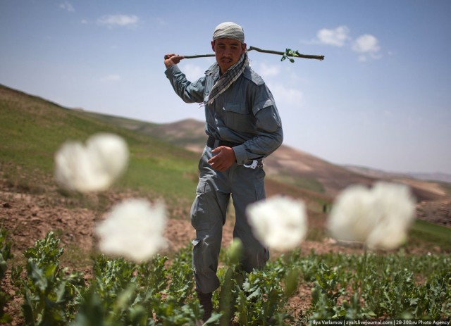 Уничтожение маковых полей в Афганистане