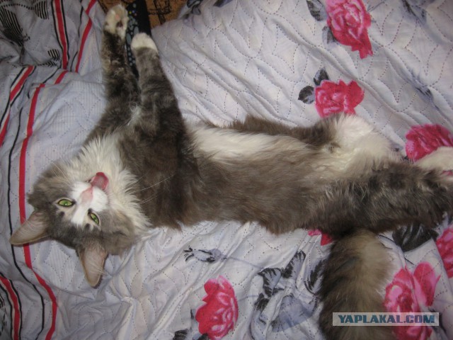 Бракованный кот