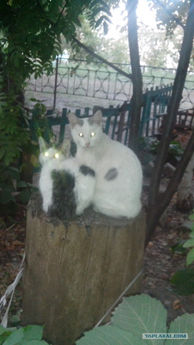 Котовторник 23.09.2014.