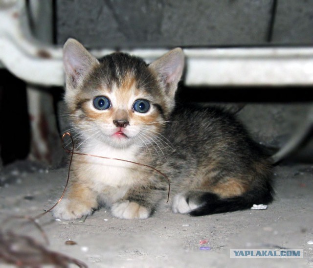 Котовторник 30.09.2014