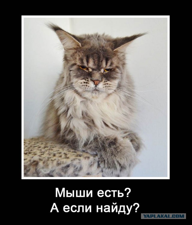 Персональные фотографии животных.