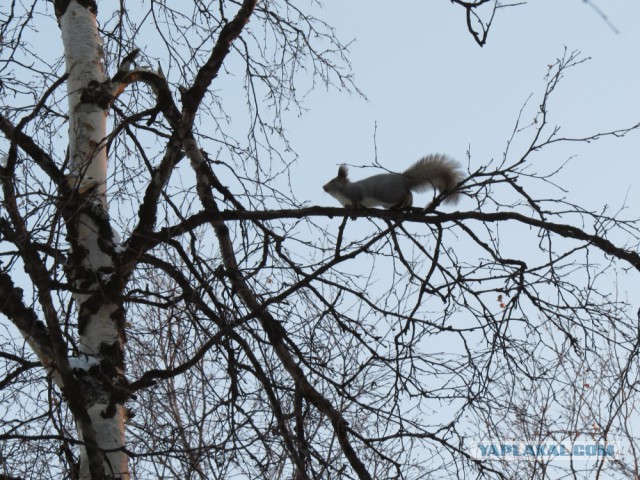 Дары Севера