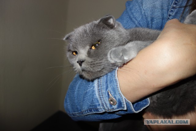 А вот кому котейку?