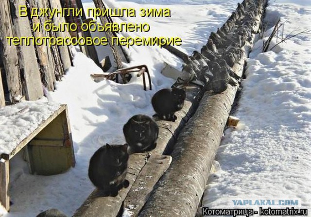Веселости из сети