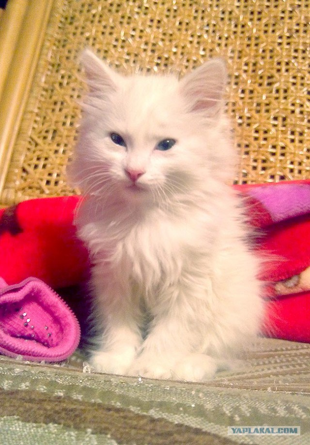 Котовторник 03.11.2015