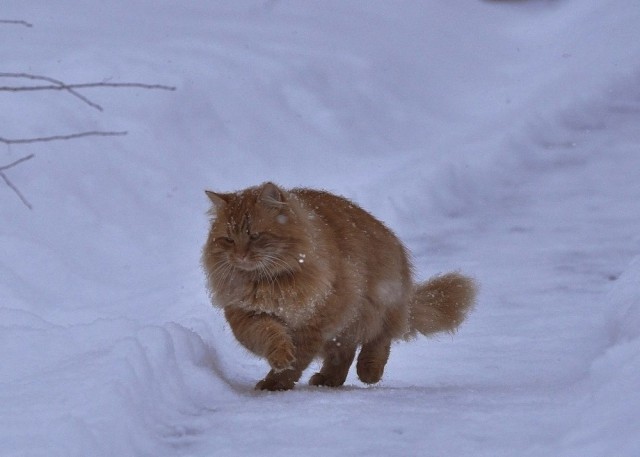 Котовторник 15.12.2015
