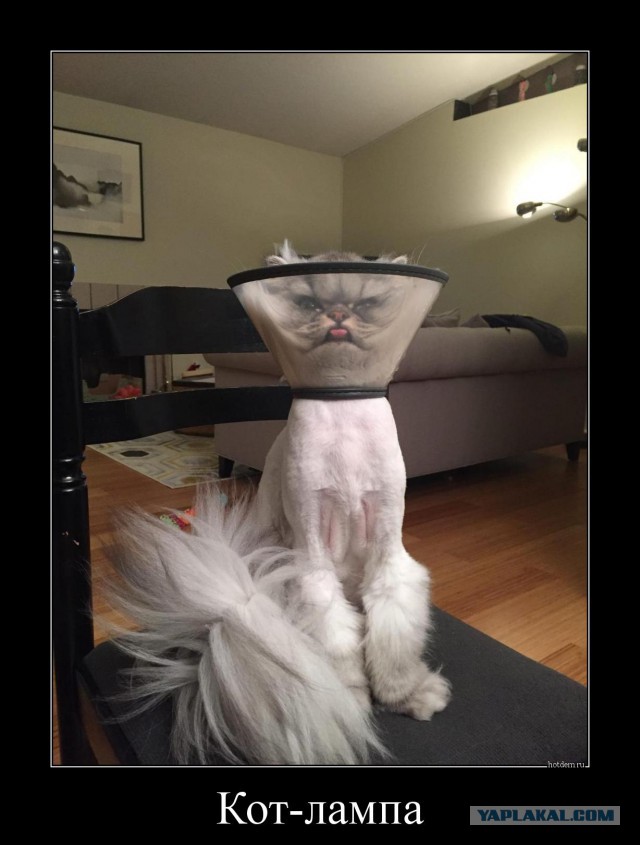 20 животных попавших в затруднительную ситуацию