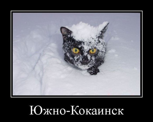 Коты из сети