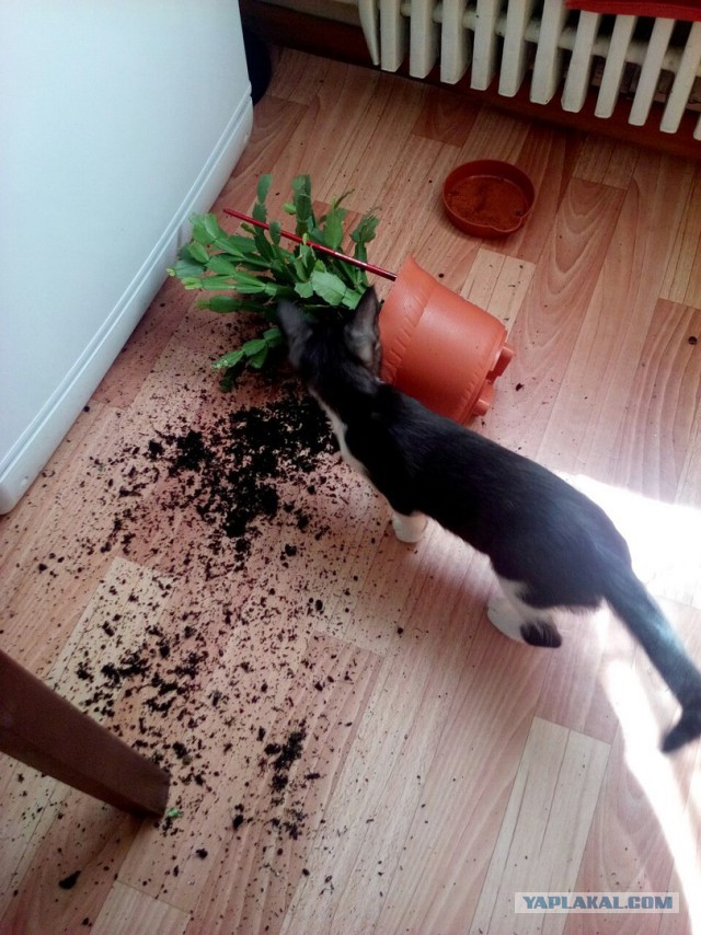 Домашние животные, застигнутые врасплох