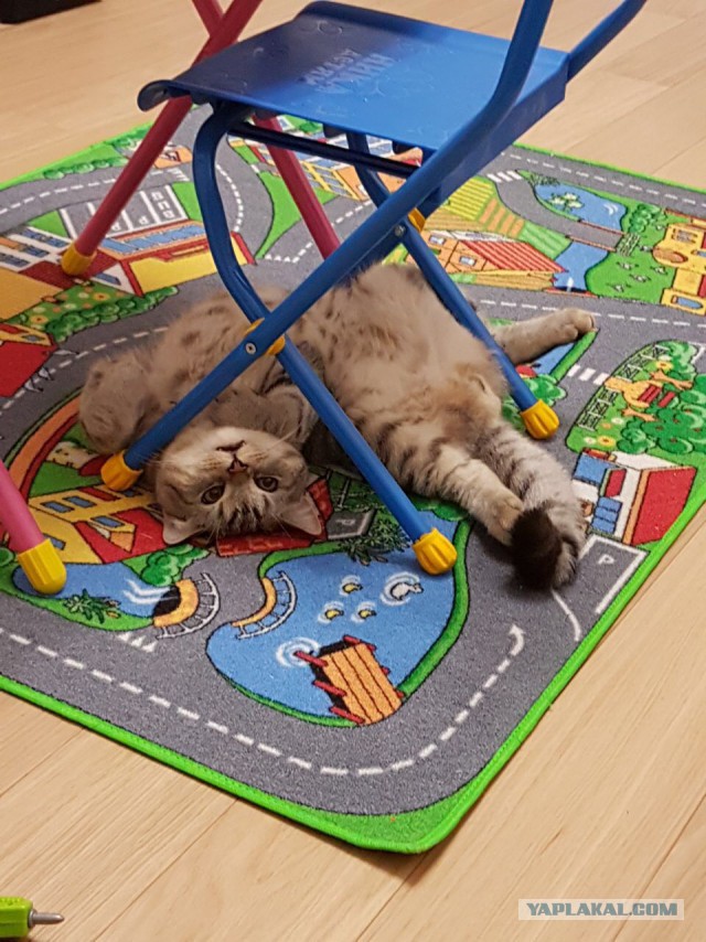 Котовторник 1.08.17