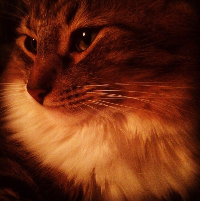 Коты и Кошки