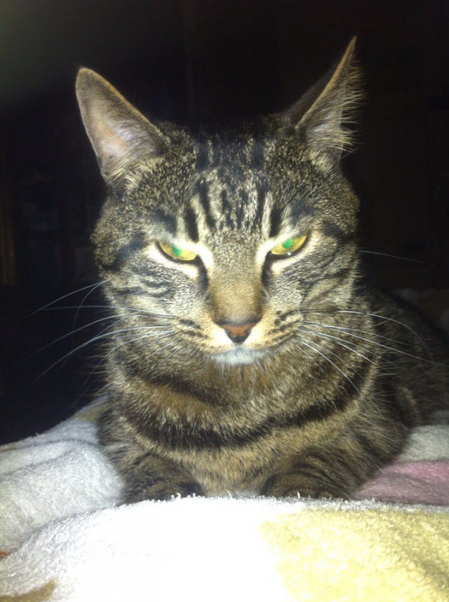 Коты и Кошки