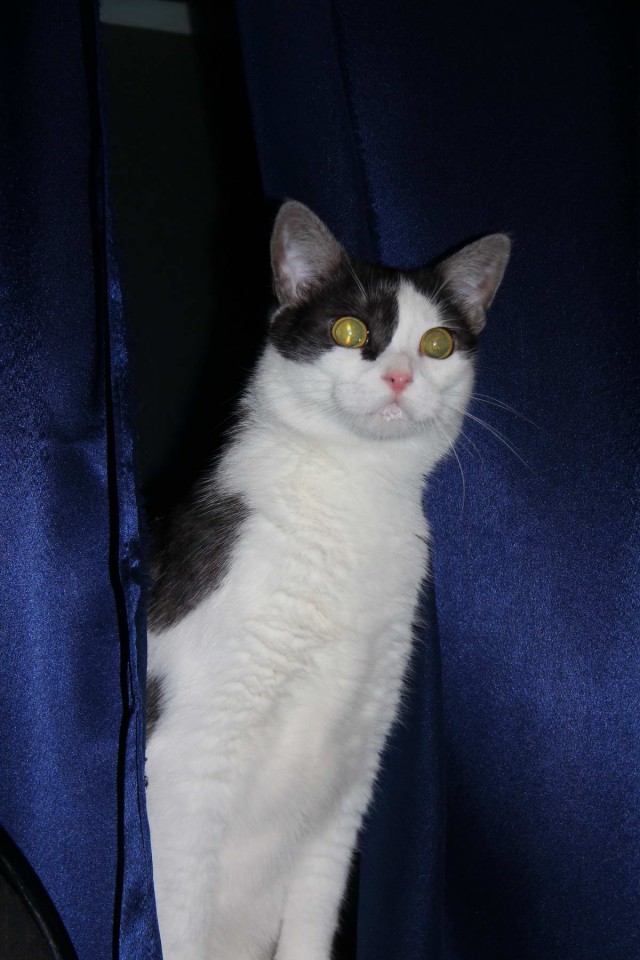 Коты и Кошки