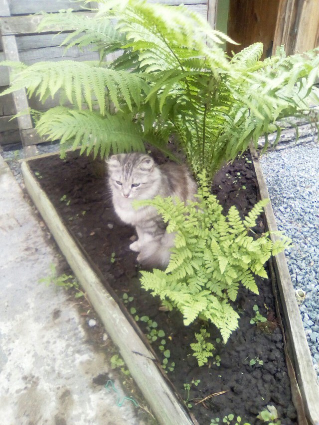 Коты и Кошки