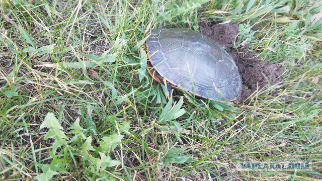 Просто Природа