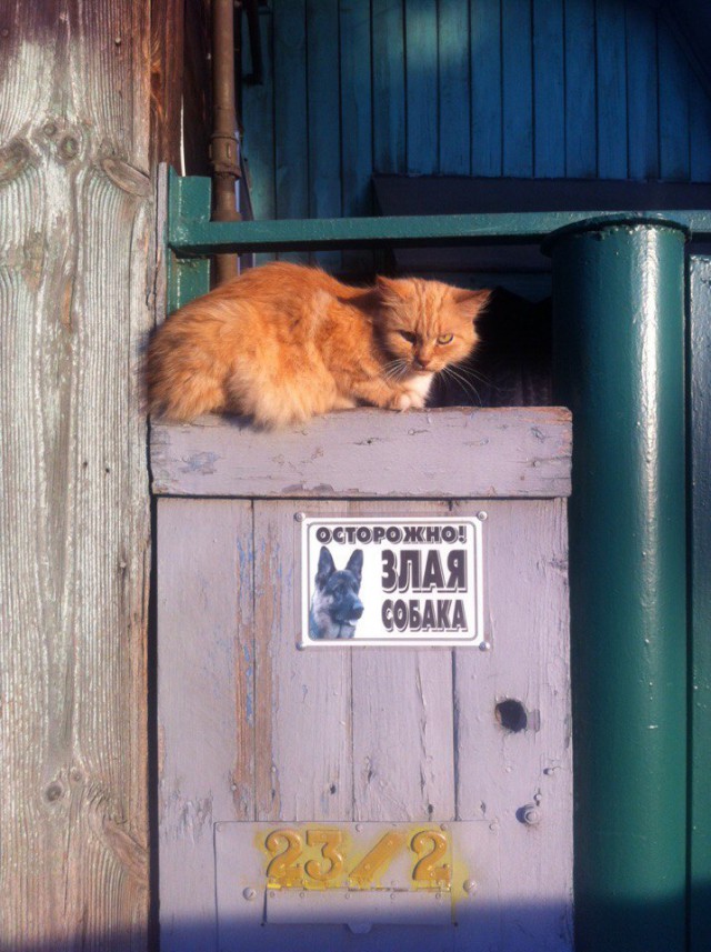 Прикольных котов пост