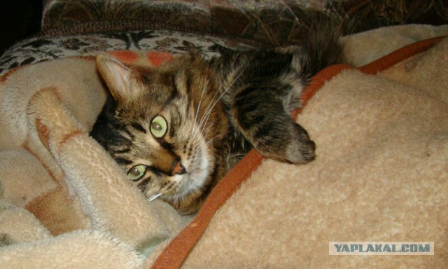 Котовторник 27.02.2018 наступил!