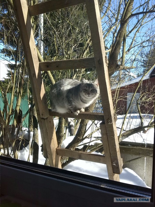 Котовторник 20.03.2018