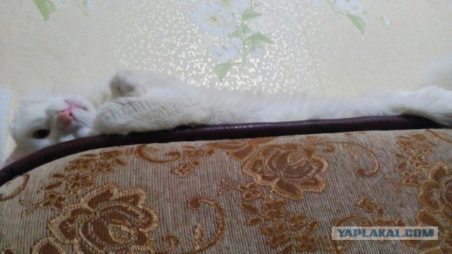 Котовторник 22.05.2018
