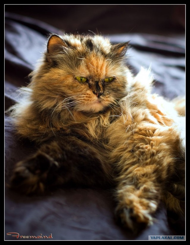 Котовторник на ЯПлакал!