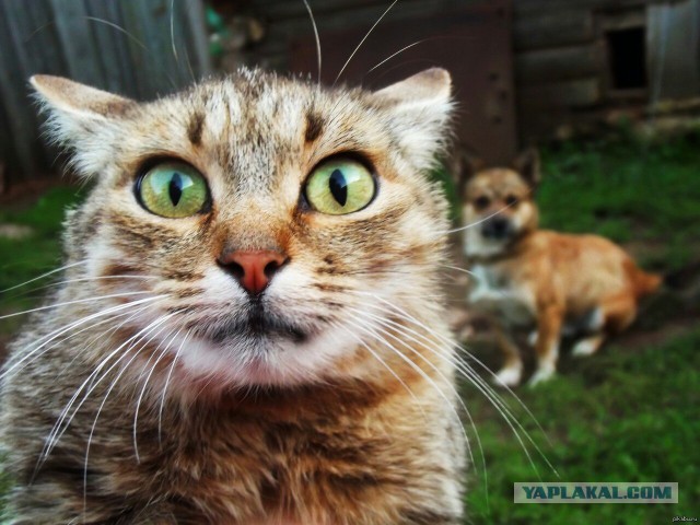 Мексиканская граница для котов