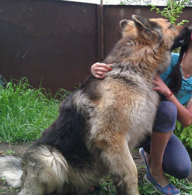 Зверюга