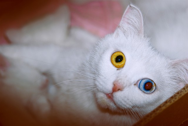 Котовторник стартует