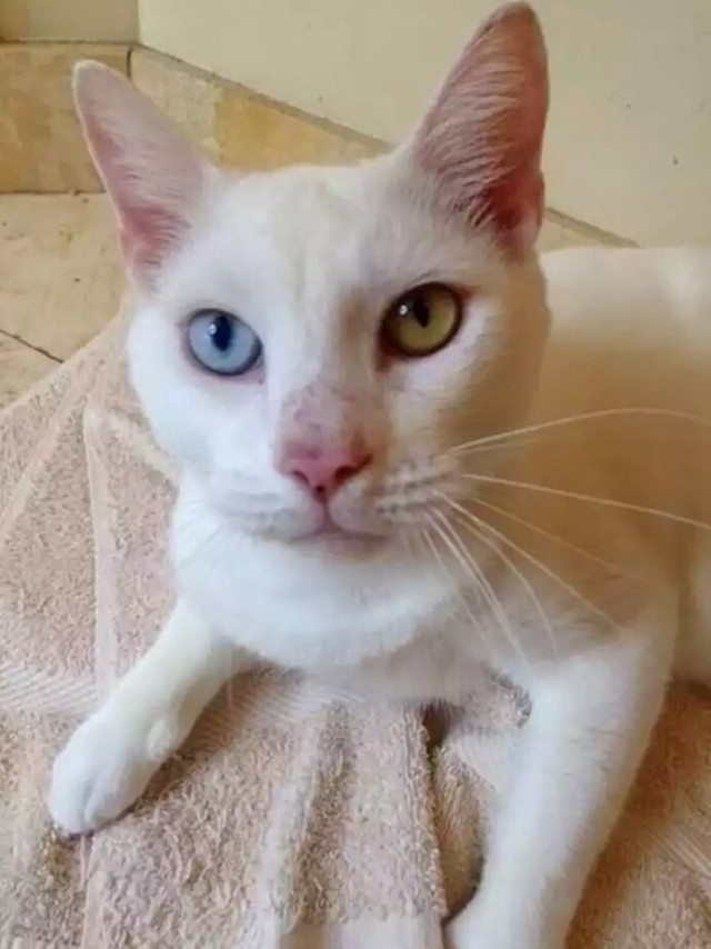 Прикольных котов пост